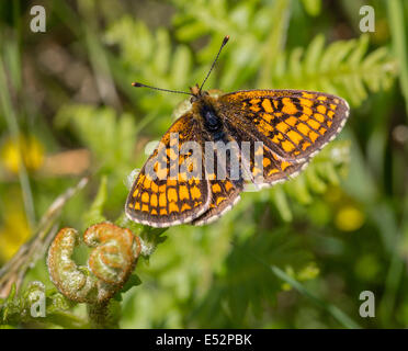 Männliche Heide Fritillary Butterfly Melitaea Athalia auf Bracken Exmoor Somerset Stockfoto