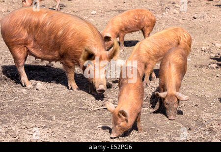 Freilandhaltung Tamworth Schweine, England, UK Stockfoto