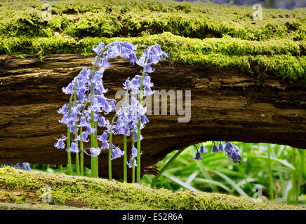 Bluebell Blumen und Moos bedeckt gefallenen Baumstamm in einem Somerset-Holz-UK Stockfoto