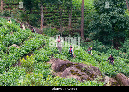 Damen, die Ernte der Blätter in der Nähe von Nuwara Eliya im Hochland von Sri Lanka Stockfoto