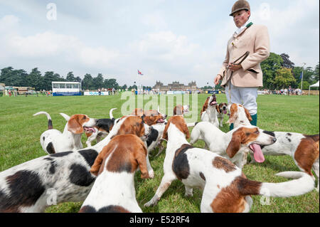 CLA Game Fair, Blenheim Palace, Oxfordshire, Vereinigtes Königreich. 18. Juli 2014. An einem der heißesten Tage des Jahres so weit die jährliche CLA Game Fair in Gang kommt im Blenheim Palace in Oxfordshire. Im Bild: Hunde sind Speisereste nach ihrer Anzeige in der Main-Arena gegeben. Bildnachweis: Lee Thomas/Alamy Live-Nachrichten Stockfoto