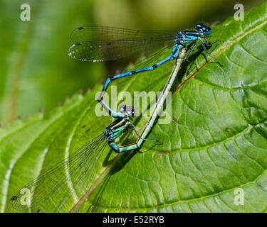 Paarung Rad des gemeinsamen blaue Libellen, Enallagma cyathigerum Stockfoto