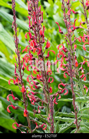 Rote Blumen die aufrecht wachsende Lobelia tupa Stockfoto