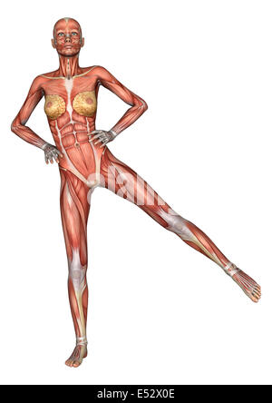 Digitale 3D Rendern einer Ausübung weibliche Anatomie-Figur mit Muskeln Karte isoliert auf weißem Hintergrund Stockfoto