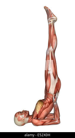 Digitale 3D Rendern einer Ausübung weibliche Anatomie-Figur mit Muskeln Karte isoliert auf weißem Hintergrund Stockfoto