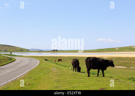 Freilandhaltung Rinder weiden auf küstennahen Machair neben unfenced Straße. Traigh Scarasta Strand Isle of Harris äußeren Hebriden Scotland Stockfoto