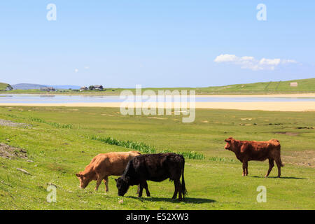 Drei freie Strecke rinder weiden auf natürlichen Küstengebieten Machair Weide am Strand Traigh Scarasta auf der Isle of Harris Äußere Hebriden Western Isles Schottland Großbritannien Stockfoto