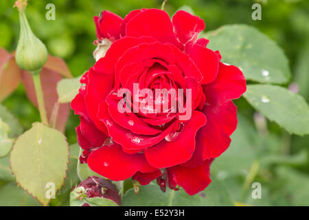 Nahaufnahme von einer roten rose mit Wassertropfen an einem sonnigen Tag Stockfoto
