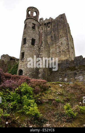 Irische Burg von Blarney, berühmt für den Stein der Beredsamkeit. Irland Stockfoto