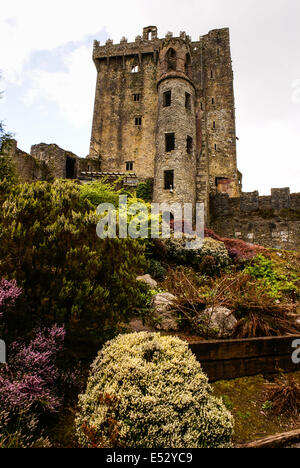 Irische Burg von Blarney, berühmt für den Stein der Beredsamkeit. Irland Stockfoto