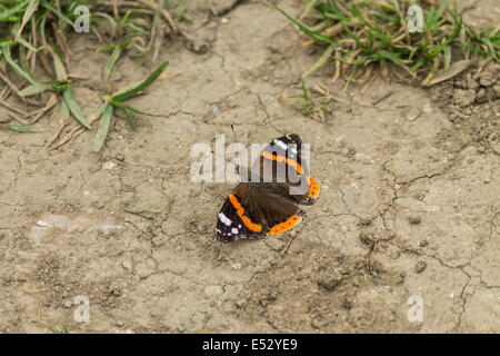 Red Admiral Schmetterling auf dem Boden Stockfoto