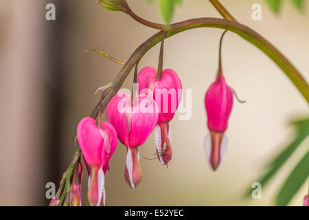Eine kleine Spinne ruht auf einem rosa Herzblume Stockfoto