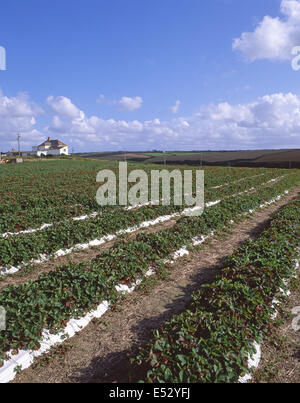 Bereich der Erdbeeren, in der Nähe von Polperro, Cornwall, England, Vereinigtes Königreich Stockfoto