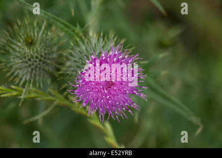 Makroaufnahme einer Distel in voller Blüte an einem sonnigen Tag Stockfoto