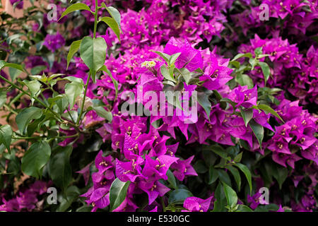 Bougainvillea Glabra: glänzende, dunkelgrüne Blätter und herrlichen Magenta floral Hochblätter. Stockfoto