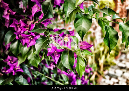 Bougainvillea Glabra: glänzende, dunkelgrüne Blätter und herrlichen Magenta floral Hochblätter. Stockfoto