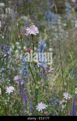 Wildes Rosa Chicorée in Blume - Cichorium Intybus f. Roseum Stockfoto