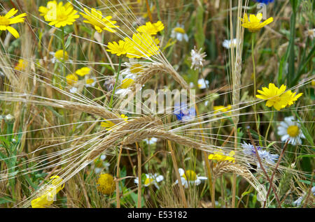 Detail der Halme des Weizens mit goldenen reif Köpfe in einem Maisfeld mit Mais Ringelblumen, Mais Kamille und Kornblumen. Stockfoto