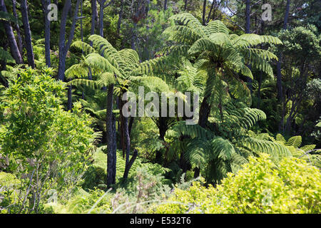 Farn-Bäume im Wald Stockfoto