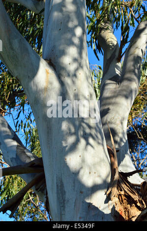 Autsralian Kijiji Stockfoto