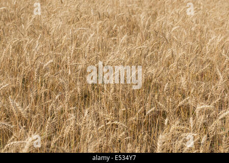 Reifen Roggen Ohren auf dem Feld - Hintergrund Stockfoto