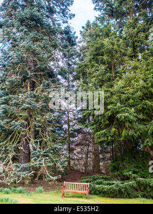 Bank unter den Pinien in Fyvie Castle park Stockfoto