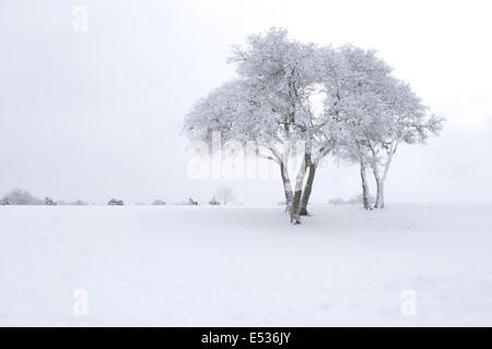 Baum im kalten Winter Sturm Stockfoto