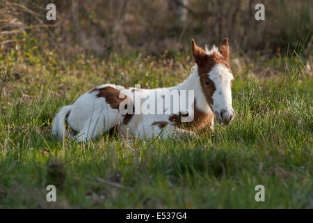 Fohlen ist das Gras des Feldes ruhen. Stockfoto