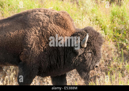 Elk203-3380 Kanada, British Columbia, American bison Stockfoto