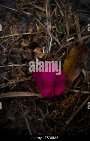 Lila Bougainvillea glabra Stockfoto
