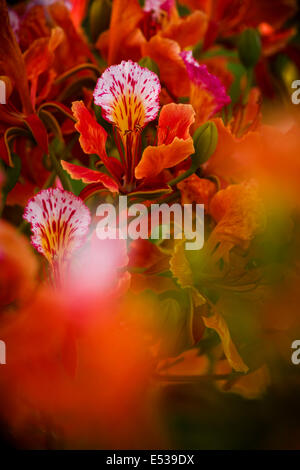 Flamboyant tree branch Stockfoto