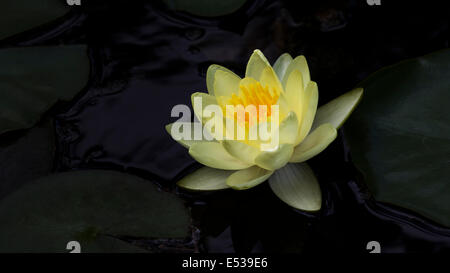 Kap Seerosen, nymphaea Mexicana Stockfoto