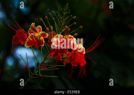 Caesalpinia Pulcherrima Blumen Stockfoto