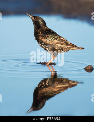 Star (Sturnus Vulgaris) aus flachen Pool trinken Stockfoto