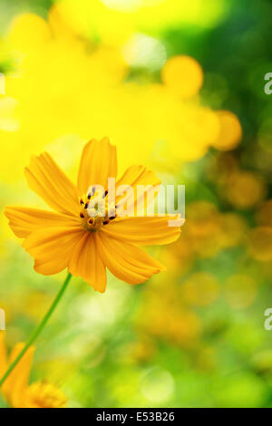 mexikanische Sonnenblume Unkraut Stockfoto