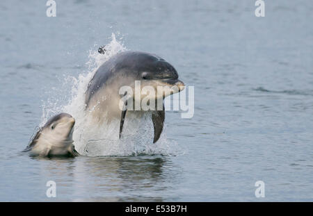 Weiblichen Tümmler mit ihrem Kalb am Chanonry Point, Schottland Stockfoto