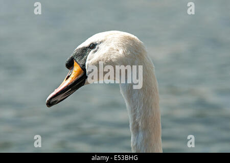 Höckerschwan Kopf- und Halskrebs Nahaufnahme Blick seitwärts Stockfoto