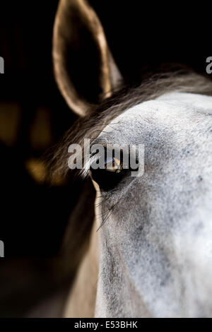 Nahaufnahme des Auges auf einem gesprenkelten weißen Pferd. Stockfoto