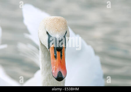 Höckerschwan schwimmen Kopf auf in einem See mit Wassertropfen auf den Kopf, Nahaufnahme Stockfoto