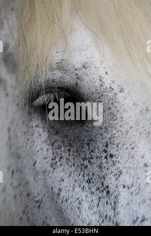 Nahaufnahme des Auges auf einem gesprenkelten weißen Pferd. Stockfoto