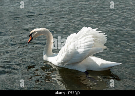 Höckerschwan schwimmen an einem See mit Flügeln Stockfoto