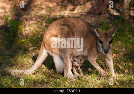 Agile Wallaby (Macropus Agilis) Stockfoto