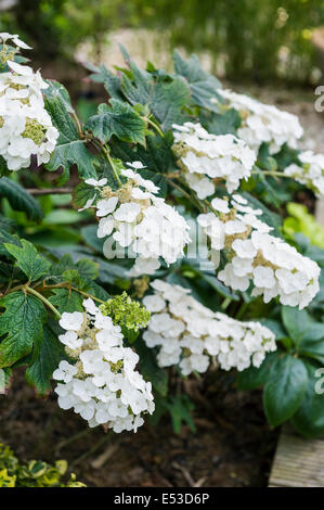 Hydrangea Quercifolia Snow Queen, weiße Blume. Stockfoto