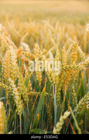 Reife Ähren auf Feld als Hintergrund, vertikale Stockfoto