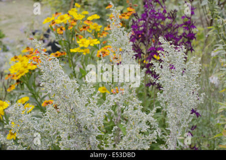 Artemisia Absinthium, Wermut mit Helenium 'Waltraut' und Lobelia, Wales, UK. Stockfoto