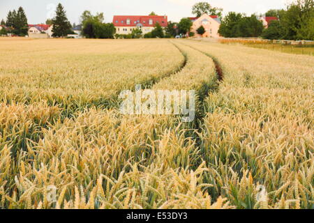 Reife Ähren mit Traktorspuren auf Feld Hintergrund, horizontale Stockfoto