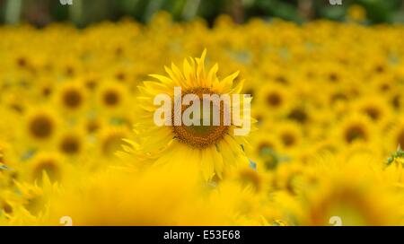 Ein Sonnenblumenfeld in voller Blüte am Sundarapandiapuram, in der Nähe von Thenkasi, Tamil Nadu District, Süd-Indien Stockfoto