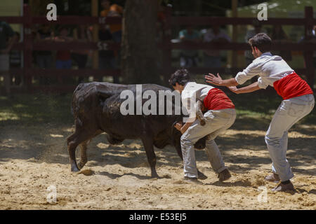 Grupo Forcados Amadores de Caldas Da Rainha. Portugiesische junge Toreros oder Bull fangen Stockfoto