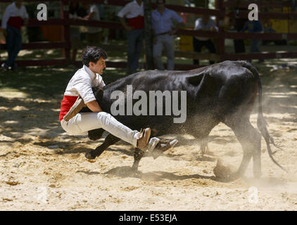 Grupo Forcados Amadores de Caldas Da Rainha. Portugiesische junge Toreros oder Bull fangen Stockfoto