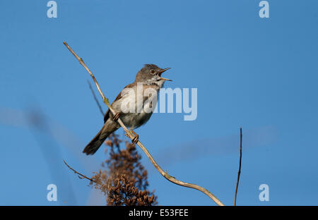 Gemeinsamen Whitethroat Sylvia Communis, einzelnes Männchen auf AST singen, Warwickshire, Mai 2014 Stockfoto